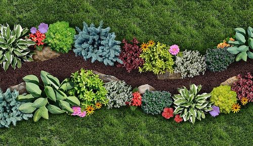 colorful flower bed