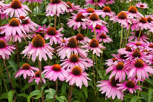 purple coneflowers in bloom