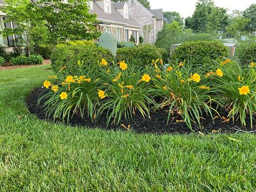 yellow flowers and greenery in a dark-brown mulch bed